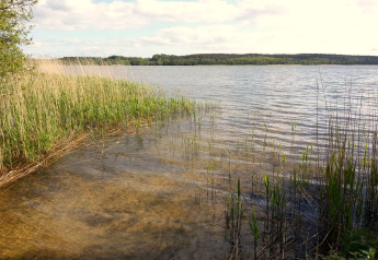 Vue d’un lac paisible bordé de roseaux et de verdure, photographiée depuis un lodge en pleine nature.