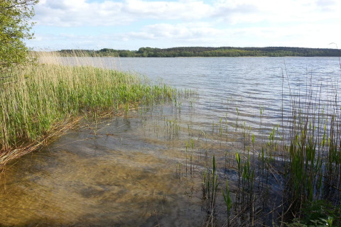 Uitzicht op een rustig meer met riet en groene oeverplanten, gefotografeerd vanaf een lodge in de natuur.