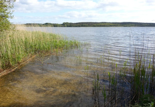 Uitzicht op een rustig meer met riet en groene oeverplanten, gefotografeerd vanaf een lodge in de natuur.