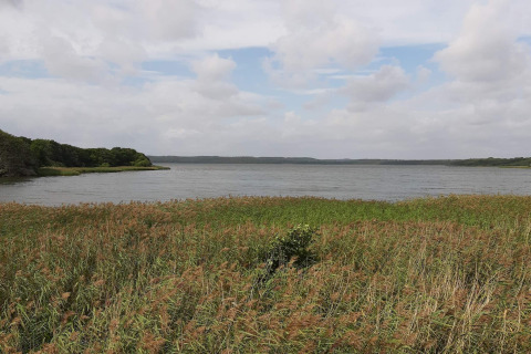 Uitzicht op een rustig meer met riet op de voorgrond en beboste oevers, genomen vanaf een lodge.