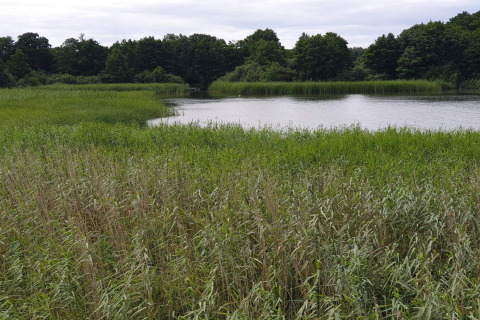 Uitzicht vanuit een lodge op een rustige plas, omgeven door hoog gras en groene bomen onder een bewolkte lucht.