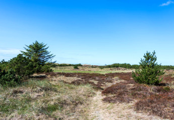 Udsigt over naturen nær 6 personers feriehus i Blåvand, Danmark, med grønne buske og klar blå himmel.