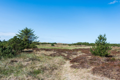 Landschapszicht bij het 6-persoons vakantiehuis in Blåvand, Denemarken, met struiken en blauwe lucht.