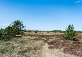 Naturlandschaft beim 6-Personen-Ferienhaus in Blåvand, Dänemark, mit Büschen und blauem Himmel.