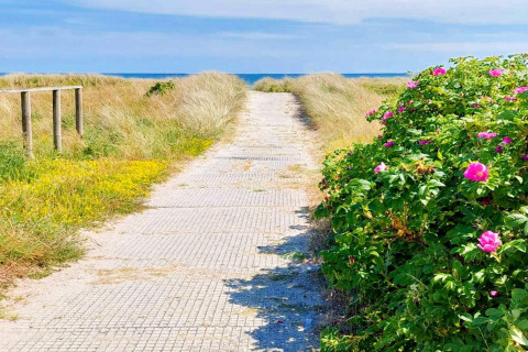Chemin vers la plage avec buissons fleuris et dunes près d’une maison de vacances à Sæby, Danemark.