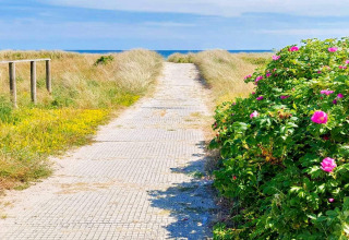 Sentiero verso la spiaggia con cespugli fioriti e dune presso casa vacanza 10 persone a Sæby, Danimarca.