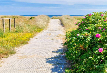 Pad naar het strand met bloeiende struiken en duinen bij 10-persoons vakantiewoning in Sæby, Denemarken.