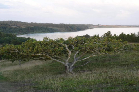 Uitzicht op rivier en groen landschap vanuit Cozy Coastal Cottage Retreat in Denemarken, boom op voorgrond.