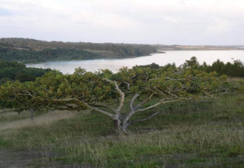 Aussicht auf Fluss und grüne Landschaft bei Cozy Coastal Cottage Retreat in Dänemark, Baum im Vordergrund.