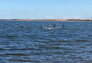 Uitzicht op zee met vogels die wegvliegen van het water, genomen bij Cozy Coastal Cottage Retreat, Denemarken.