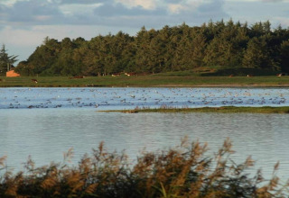 Uitzicht op een meer met vogels en bos in de achtergrond aan Cozy Coastal Cottage Retreat in Denemarken.