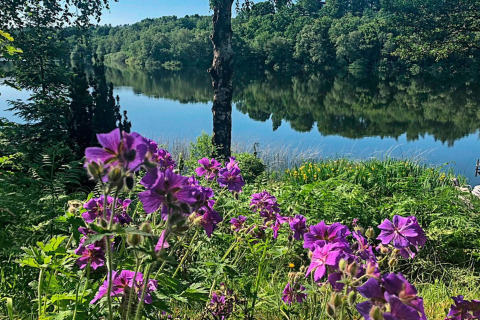Vista desde una casa de vacaciones para 6 personas en Bryrup, Dinamarca, con flores moradas y lago.