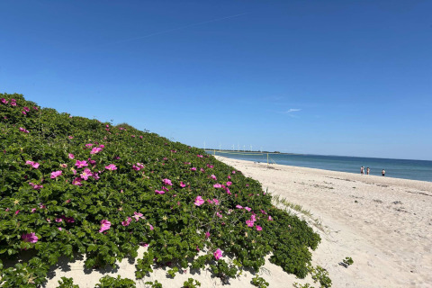 Strandbeeld in Sydals, Denemarken, roze bloemen op duinen, zand en zicht op een rustige zee en blauwe lucht.