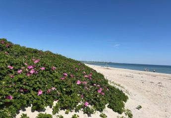 Strandbeeld in Sydals, Denemarken, roze bloemen op duinen, zand en zicht op een rustige zee en blauwe lucht.