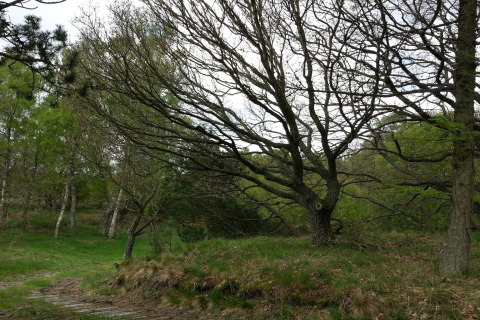 Landschapsfoto van bomen en groen in de buurt van een vakantiehuis in Ebeltoft, Denemarken, in de lente.