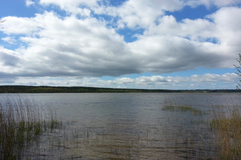 Uitzicht op een meer met riet en wolken vanaf het 6-persoons vakantiehuis in Ebeltoft, Denemarken.