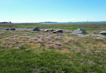 Champ avec fleurs sauvages et rochers près de la mer devant un gîte 12 personnes à Millinge, Danemark.