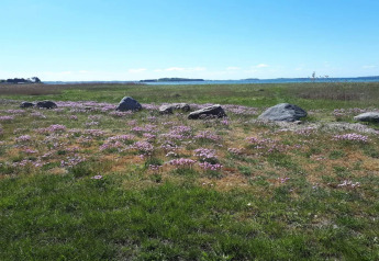 Veld met wilde bloemen en stenen bij de zee bij het 12-persoons vakantiehuis in Millinge, Denemarken.