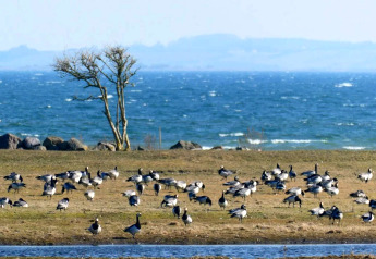 Vol d’oiseaux sur une prairie en bord de mer, vue depuis la maison de vacances 12 personnes à Millinge, Danemark.