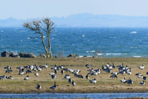 Vogels op grasveld aan zee, gezien vanaf het 12-persoons vakantiehuis in Millinge, Denemarken.
