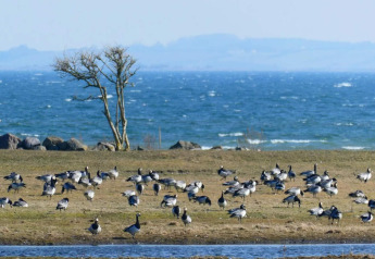 Flock of birds on grassy field by the sea, seen from 12 person holiday home in Millinge, Denmark.
