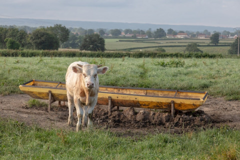 A cow stands by a yellow feeding trough in a field at La Maison Bornat holiday park, Bourgogne-Franche-Comté, France.
