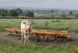 Une vache devant une auge jaune dans un champ à La Maison Bornat, parc de vacances en Bourgogne-Franche-Comté, France.