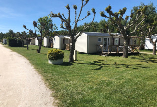 Mobile homes and pruned trees at Campsite Les Franquettes in Nouvelle-Aquitaine, France, on a sunny day.