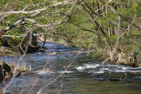 River flowing through lush trees at Ushuaïa Villages Le Viaduc Campsite in Auvergne-Rhône-Alpes, France.