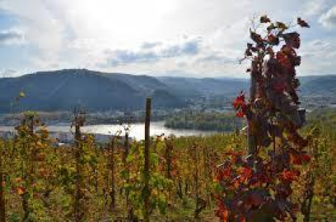 Vigneti con montagne e fiume al campeggio Ushuaïa Villages Le Viaduc in Auvergne-Rhône-Alpes, Francia.