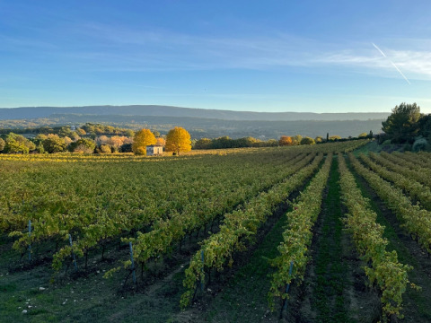 Vignoble au coucher du soleil près du camping Le Luberon en Provence-Alpes-Côte d’Azur, France, avec collines.