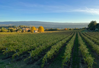 Vignoble au coucher du soleil près du camping Le Luberon en Provence-Alpes-Côte d’Azur, France, avec collines.