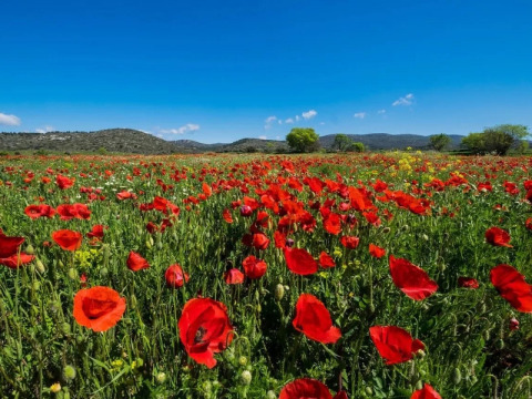 Champ de coquelicots fleuris près du camping Le Luberon, Provence-Alpes-Côte d’Azur, France, sous ciel bleu.