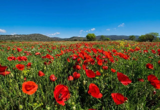 Champ de coquelicots fleuris près du camping Le Luberon, Provence-Alpes-Côte d’Azur, France, sous ciel bleu.