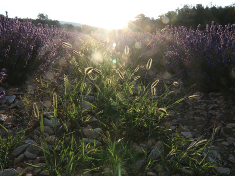 Coucher de soleil sur des champs de lavande et herbes sauvages au camping Le Luberon en Provence-Alpes-Côte d’Azur.