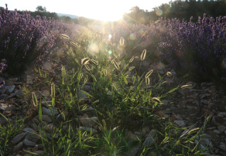 Coucher de soleil sur des champs de lavande et herbes sauvages au camping Le Luberon en Provence-Alpes-Côte d’Azur.