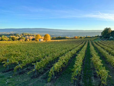 Paysage de vignoble près de Saint-Saturnin-lès-Apt en Provence, avec champs et collines en arrière-plan.