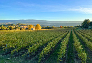 Viñedo cerca de Saint-Saturnin-lès-Apt en la Provenza, rodeado de campos verdes y colinas bajo un cielo azul.