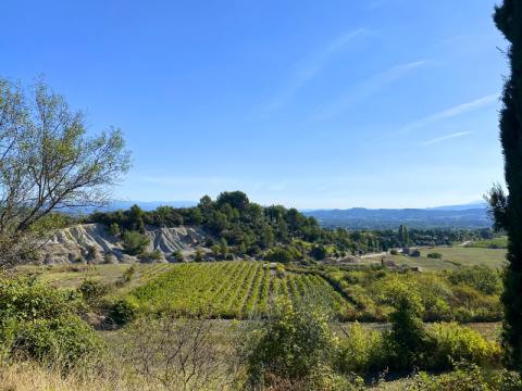 Blick auf Weinberge, Bäume und Hügel bei sonnigem Wetter im Domaine des Chênes Blancs, Provence, Frankreich.