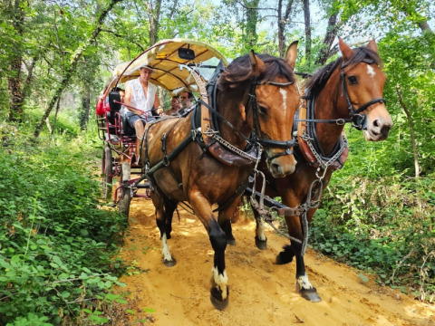 Koets getrokken door paarden met mensen rijdt door het bos bij Saint-Saturnin-lès-Apt, Frankrijk.