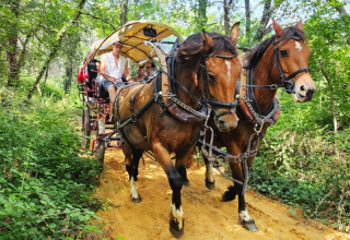Carrozza trainata da cavalli porta persone attraverso una foresta vicino a Saint-Saturnin-lès-Apt, Francia.