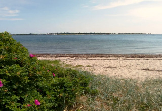 Vista dalla casa vacanza a Haderslev, Danimarca, con spiaggia sabbiosa, acqua calma e arbusti fioriti.