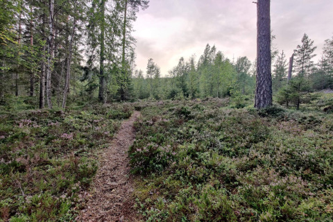 Bospaadje tussen dichte begroeiing en bomen bij een 6-persoons vakantiehuis in Kopparberg, Zweden.