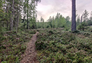 Bospaadje tussen dichte begroeiing en bomen bij een 6-persoons vakantiehuis in Kopparberg, Zweden.