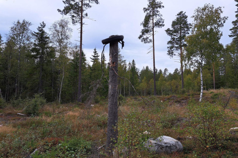 Een dode boomstronk met een zwart voorwerp erop in een open plek in het bos bij Kopparberg, Zweden.
