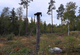 Een dode boomstronk met een zwart voorwerp erop in een open plek in het bos bij Kopparberg, Zweden.