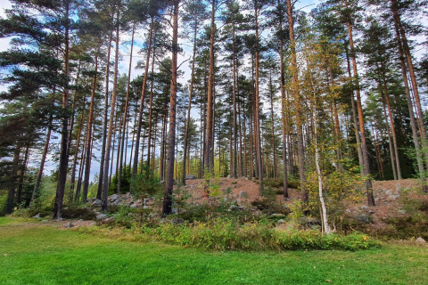 Uitzicht op een met dennen bedekte heuvel bij een vakantiehuis in Kopparberg, Zweden, met groen gras.