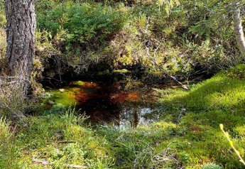 Mossy forest scene with a small pond near the 6 person holiday home in KOPPARBERG, Sweden.