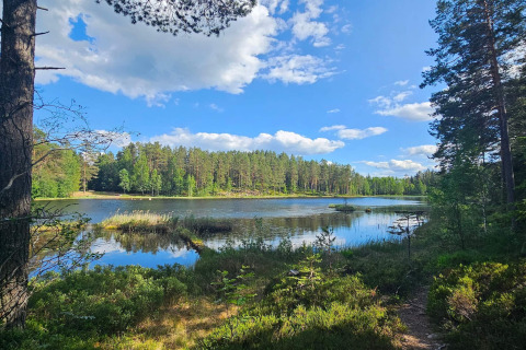 Uitzicht op een vredig meer met bomen en blauwe lucht bij een lodge voor 6 personen in Kopparberg, Zweden.