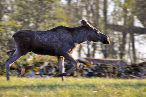 Een eland rent over gras bij een 6-persoons vakantiehuis in Kopparberg, Zweden, omringd door bos.